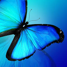 ··· plus p blue butterfly style 3d wallpaper product pvc vinyl wallpaper size.5310m/roll material paper back vinyl wallpaper, pvc surface oem oem was accepted selling points: 55 562 Blue Butterfly Stock Photos Free Royalty Free Blue Butterfly Images Depositphotos